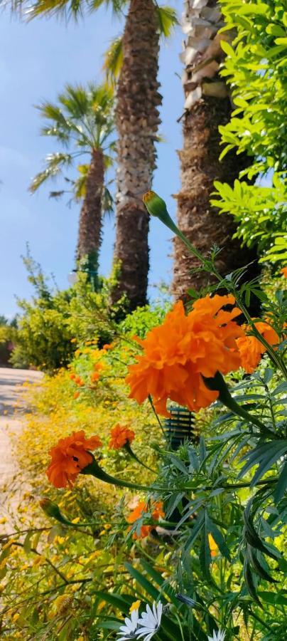Quinta Do Bamby Βίλα Λεϊρία Εξωτερικό φωτογραφία